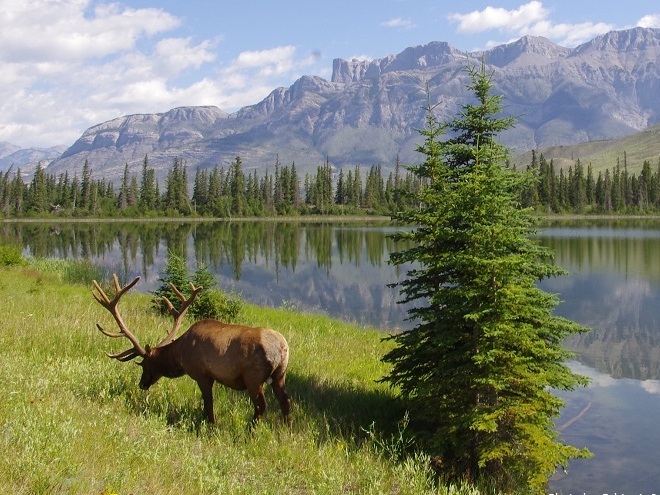 <span style="font-weight: bold;">ROAD TRIP TO JASPER</span><br>